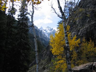 Golden Aspen View of MT____