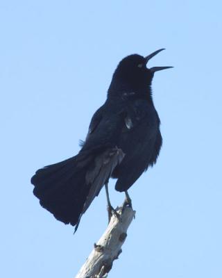 20294 Boat-tailed Grackle
