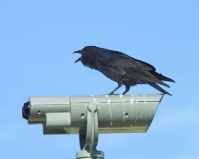 20301 Bird watcher watcher