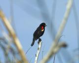 20333 Red-winged Blackbird