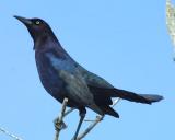 20337 Boat-tailed Grackle