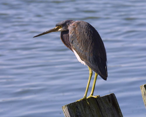 20105 Tri-color Heron