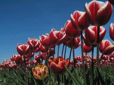 Tulip Festival 2004