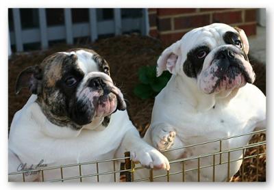 26. Z&Z Looking Over The Fence.