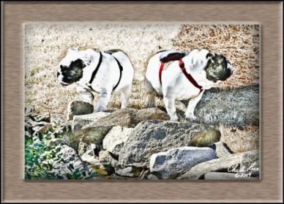 6. Z&Z Search and Rescue