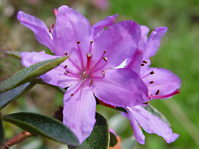 flower869.JPG