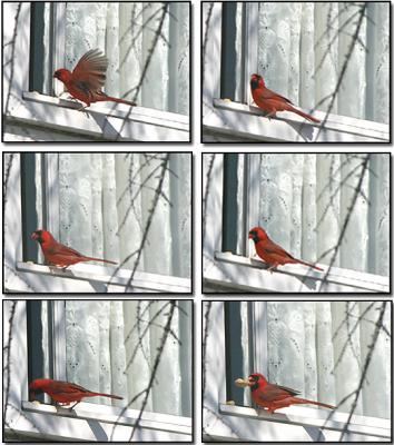 Cardinal at my window