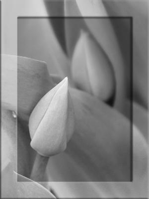 Tulip Buds in grey tones
