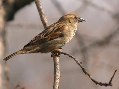 Sparrow with malformed beak