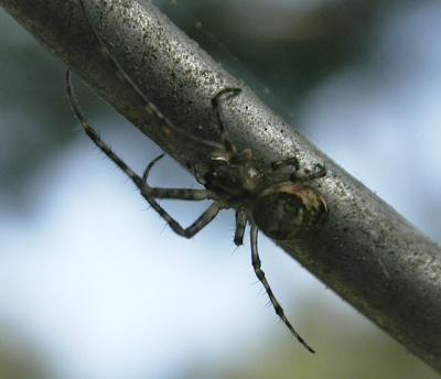spider 9657R
