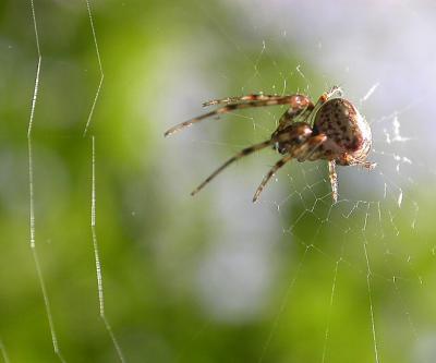 Spider 9682R