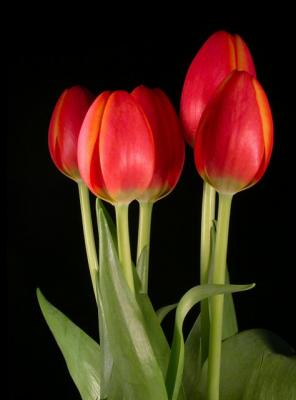 5Tulips 9970