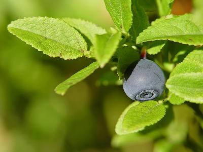 Blaubeere (Vaccinum myrtillus)