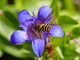 Schwebfliege auf Enzian