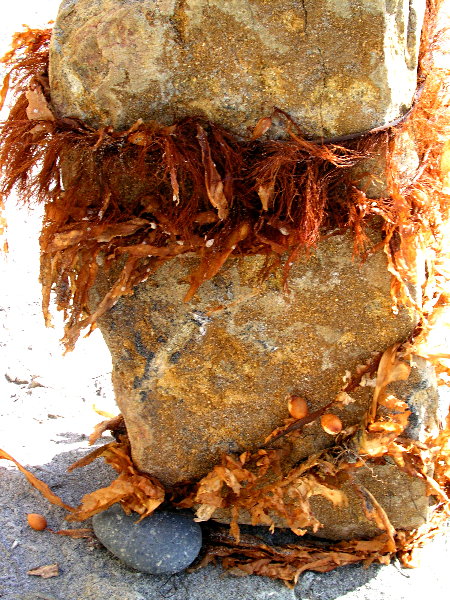Seaweed & Stone
