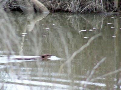Beaver