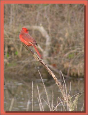 Cardinal at Beaver Marsh