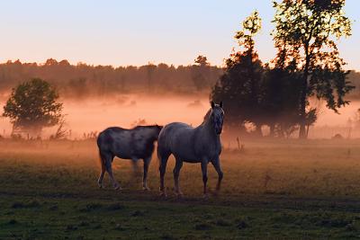 Horses through the mist