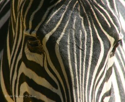 u43/canon_300d/medium/33612365.DR910040259Zebra.jpg