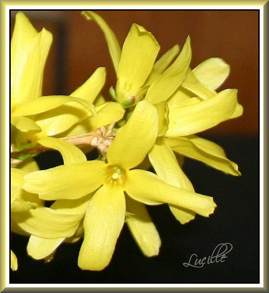 Forsythia