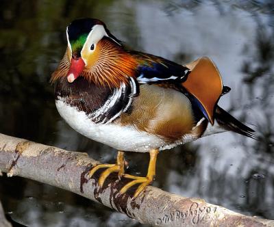 Mandarin-Duck.jpg