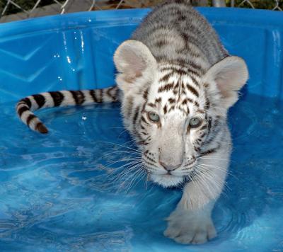 3-mo-Lily-in-pool.jpg