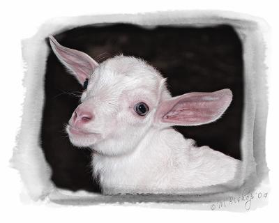 Pygmy-Goat-framed.jpg