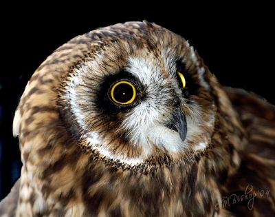 Owl-Face-2.jpg