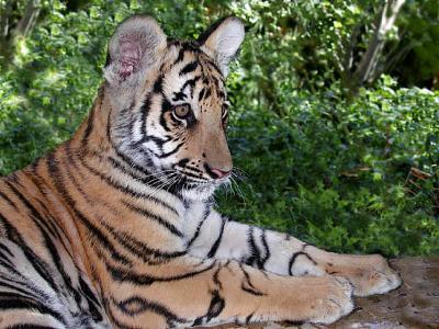Baby Bengal Tiger at Four Months Old