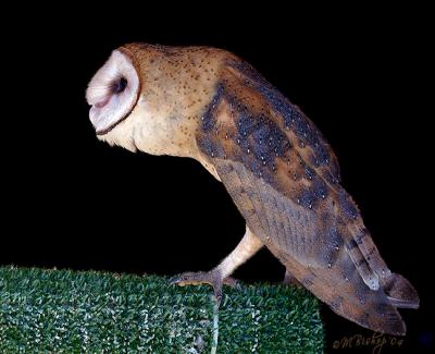 Barn-Owl-profile.jpg