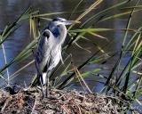 Great-Blue-Heron