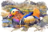 Mandarin-Duck-2.jpg