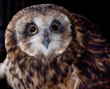 Owl-Face.jpg