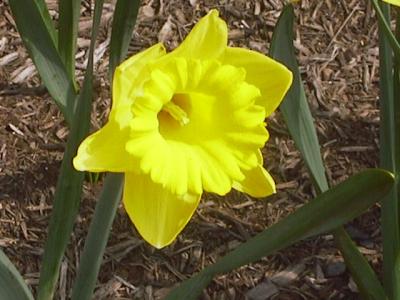 Daffodil