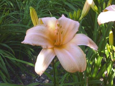 Lilly