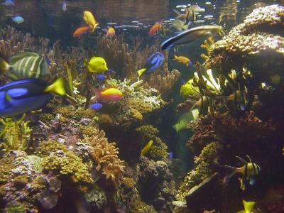 Pacific Reef