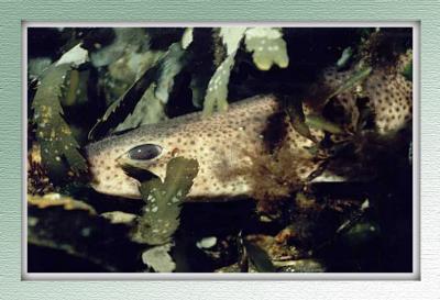 Catfish in Loch fyne