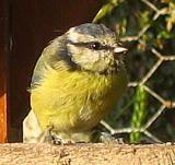 Blue Tit
