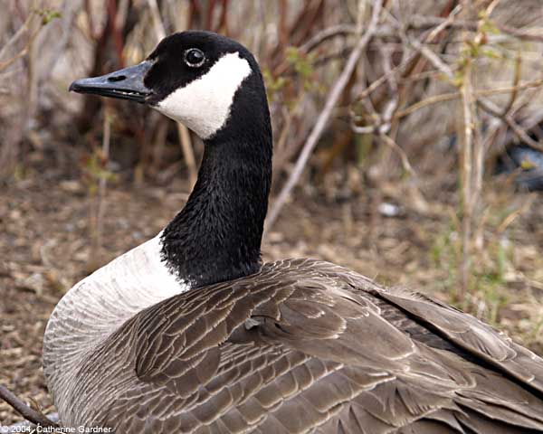 Mother Goose On Eggs Day 15