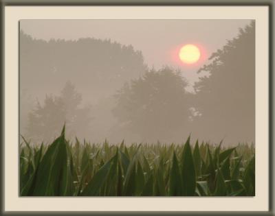 Sun rising over the corn field