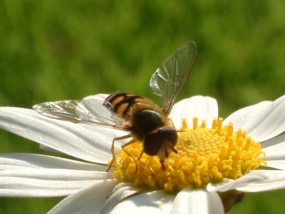 Hover fly