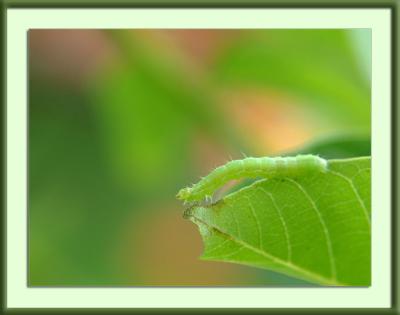The journey - green 1