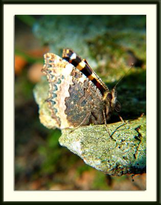 Atalanta - mimicry