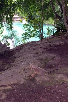 Iguana-Chankanaab Park-1.jpg