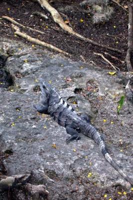 Iguana-Chankanaab Park.jpg