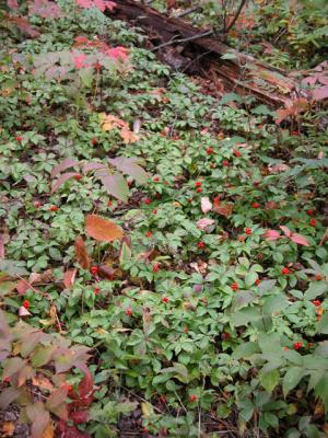 Berries