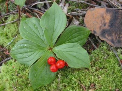 u43/cbowker/medium/33523751.berriesatjmsp2.jpg