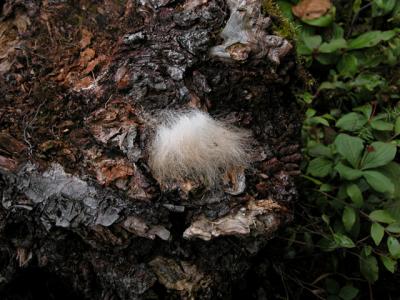 Animal fur