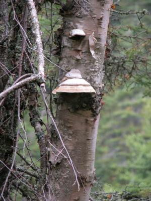 u43/cbowker/medium/33523772.mushroomatjmsp.jpg