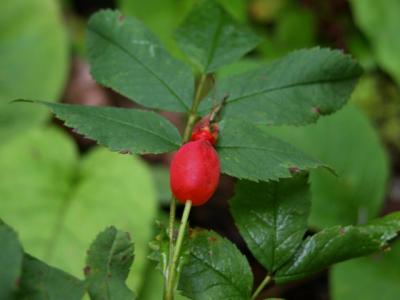 u43/cbowker/medium/33523777.plantatjmsp1.jpg